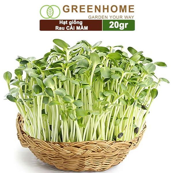 Hạt giống rau Cải mầm