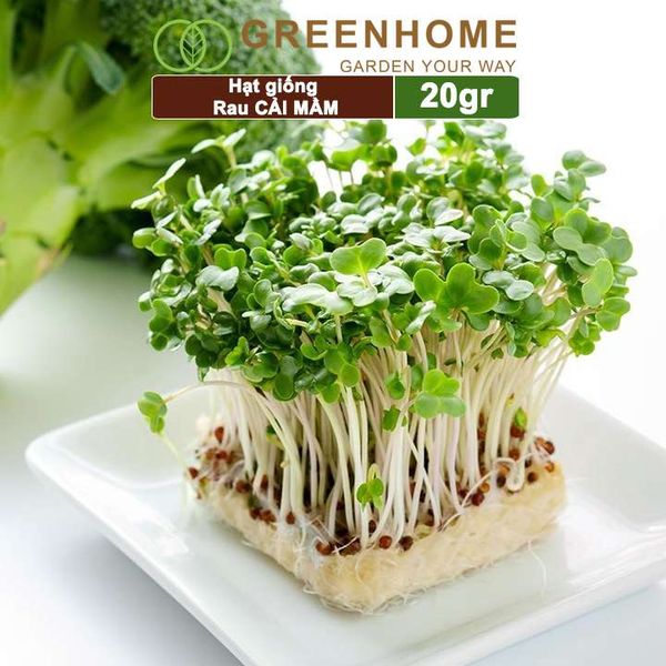 Hạt giống rau Cải mầm
