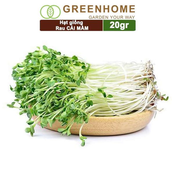 Hạt giống rau Cải mầm