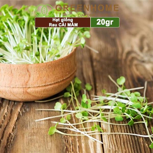 Hạt giống rau Cải mầm