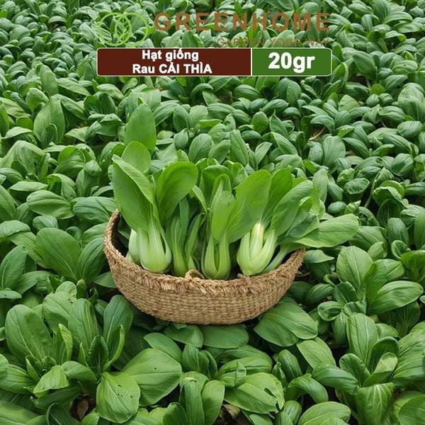 Hạt giống rau Cải thìa cao sản, gói 20gr, nẩy mầm khỏe năng suất cao R08