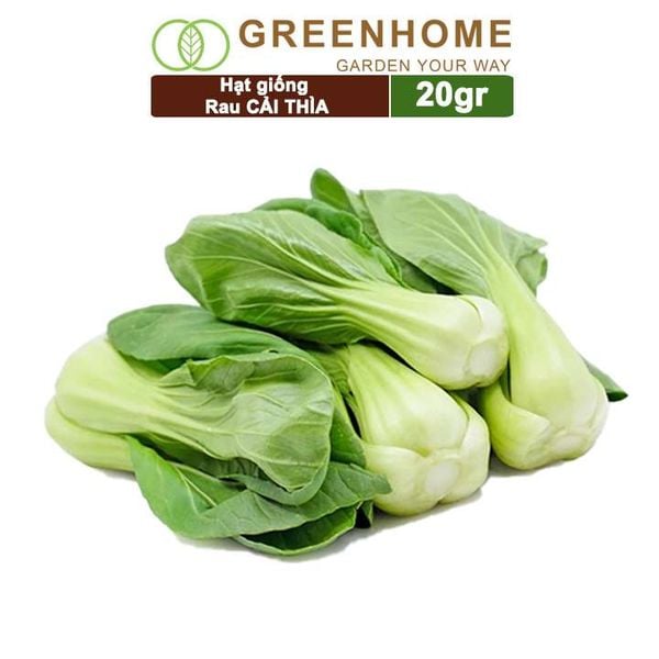 Hạt giống rau Cải thìa cao sản, gói 20gr, nẩy mầm khỏe năng suất cao R08