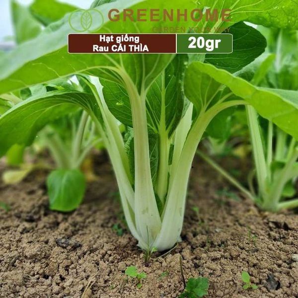 Hạt giống rau Cải thìa cao sản, gói 20gr, nẩy mầm khỏe năng suất cao R08