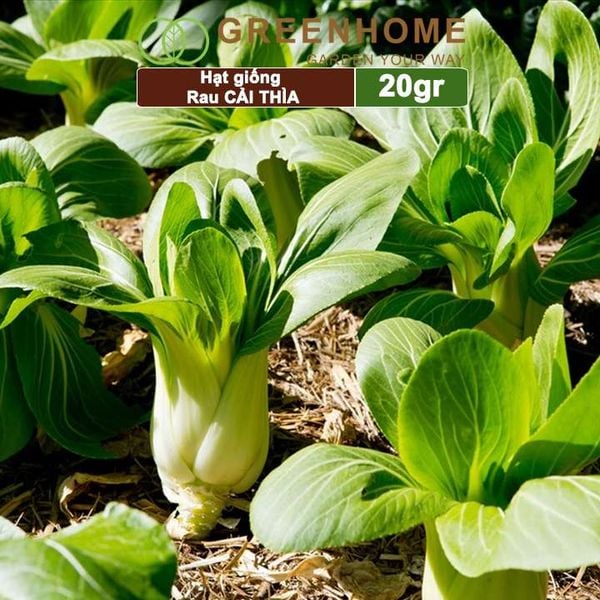 Hạt giống rau Cải thìa cao sản, gói 20gr, nẩy mầm khỏe năng suất cao R08