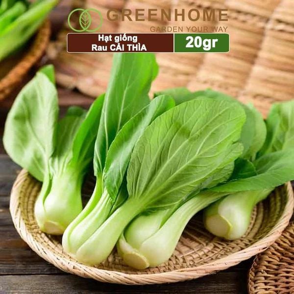 Hạt giống rau Cải thìa cao sản, gói 20gr, nẩy mầm khỏe năng suất cao R08