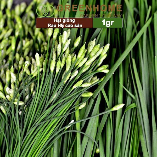Hạt giống Hẹ cao sản,