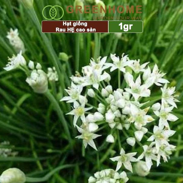 Hạt giống Hẹ cao sản,