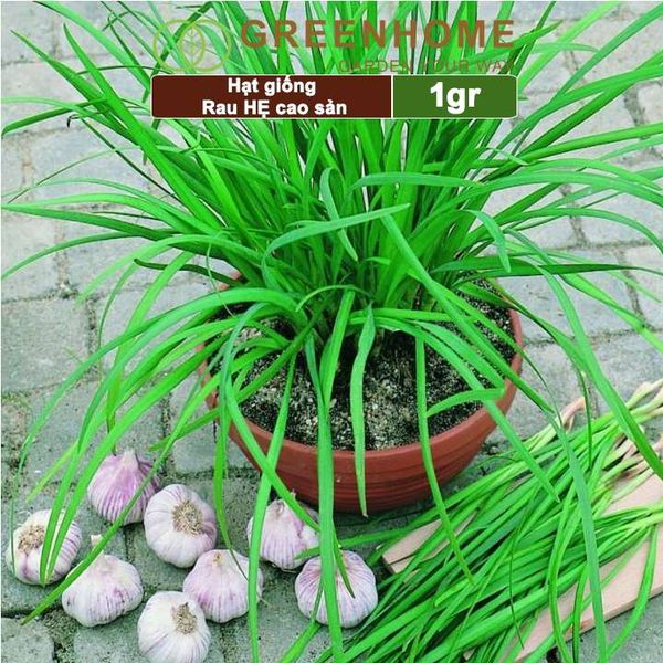 Hạt giống Hẹ cao sản,