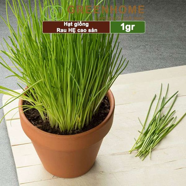 Hạt giống Hẹ cao sản,