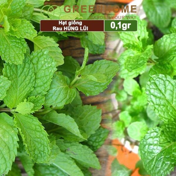 Hạt giống rau Bạc hà âu, húng lũi, gói 0,1g, dễ trồng, thu hoạch nhanh G02
