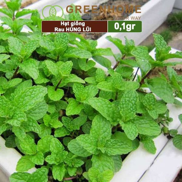 Hạt giống rau Bạc hà âu, húng lũi, gói 0,1g, dễ trồng, thu hoạch nhanh G02
