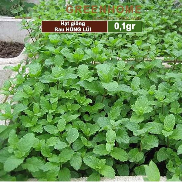Hạt giống rau Bạc hà âu, húng lũi, gói 0,1g, dễ trồng, thu hoạch nhanh G02
