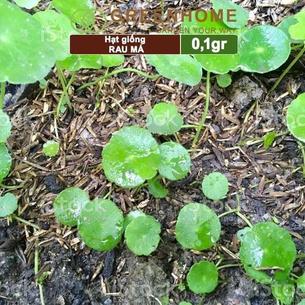 Hạt giống rau Má