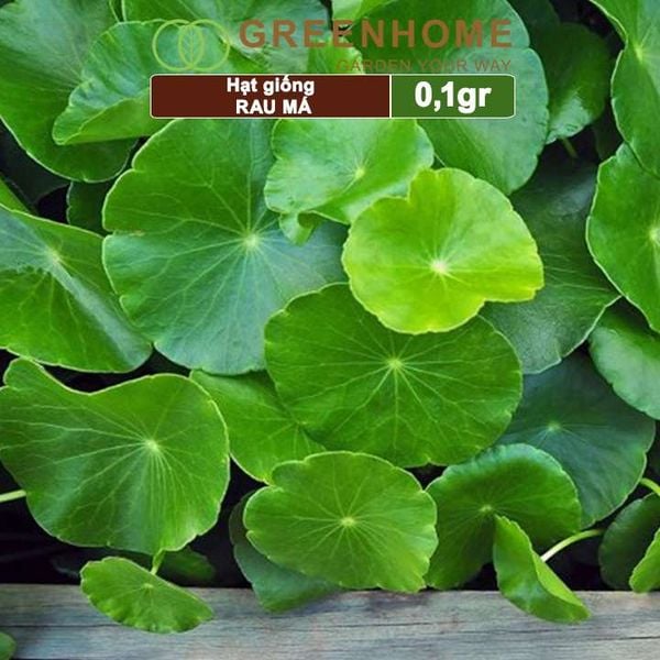 Hạt giống rau Má