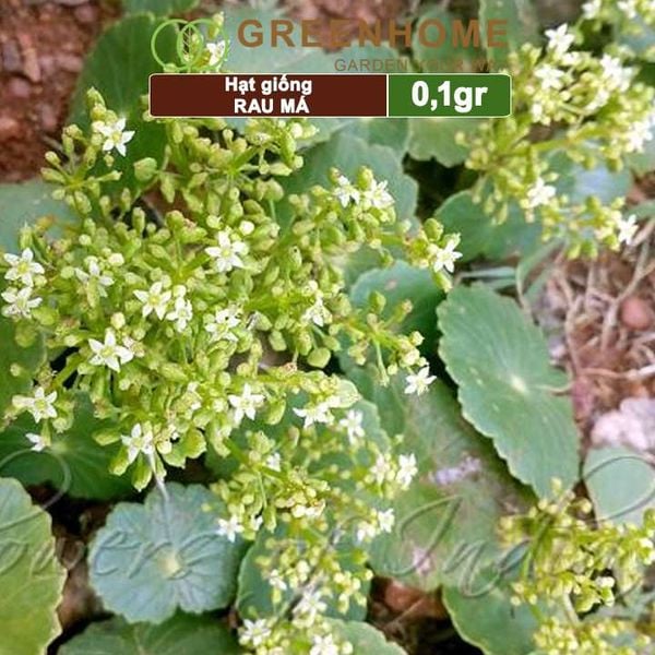 Hạt giống rau Má