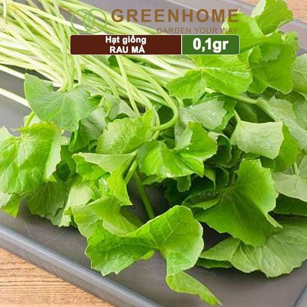 Hạt giống rau Má