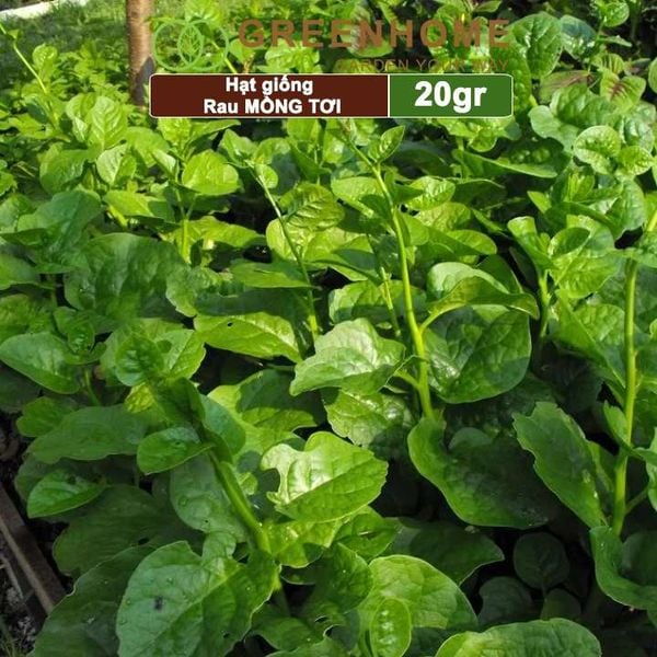 Hạt giống rau Mồng tơi, gói 20g, dễ trồng, thu hoạch nhanh R11 |Greenhome