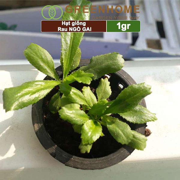 Hạt giống rau Ngò gai