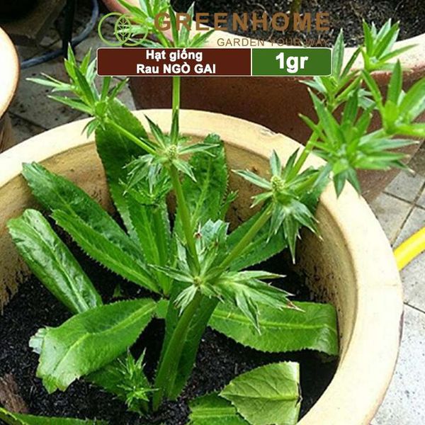 Hạt giống rau Ngò gai