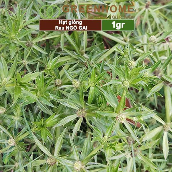 Hạt giống rau Ngò gai