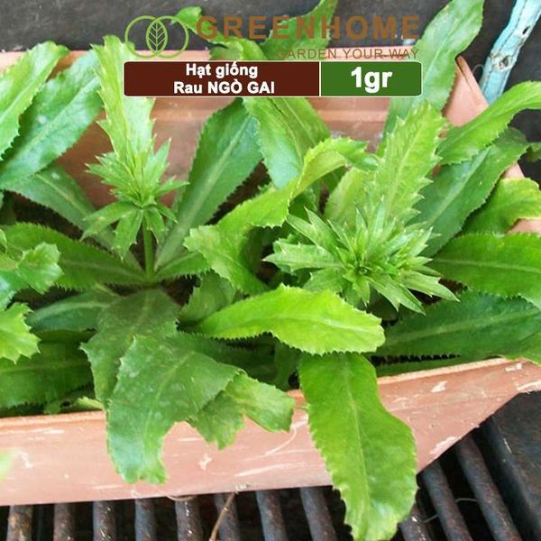 Hạt giống rau Ngò gai