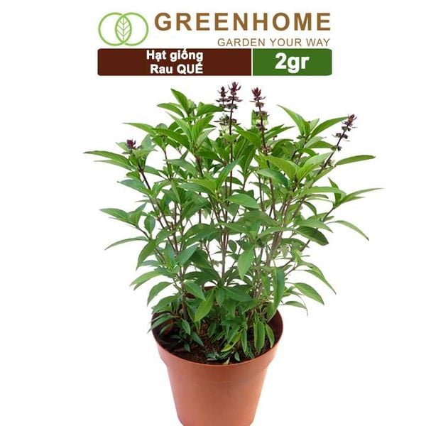 Hạt giống rau Quế