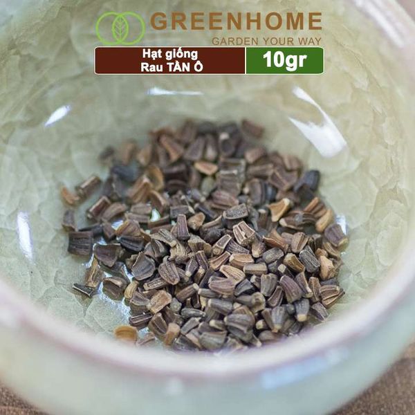 Hạt giống rau Tần ô