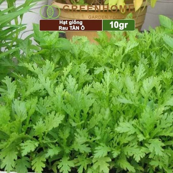 Hạt giống rau Tần ô