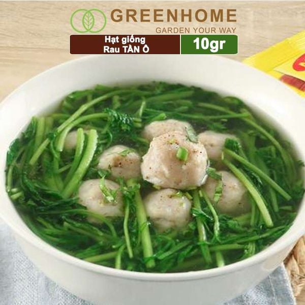 Hạt giống rau Tần ô