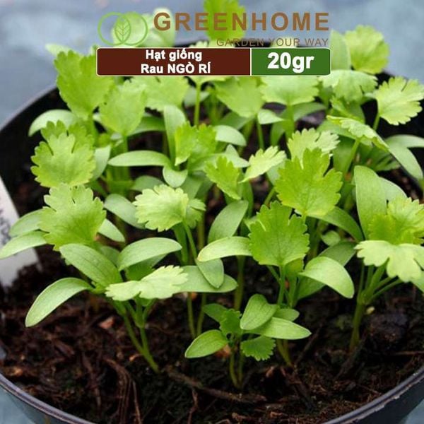 Hạt giống rau Ngò rí