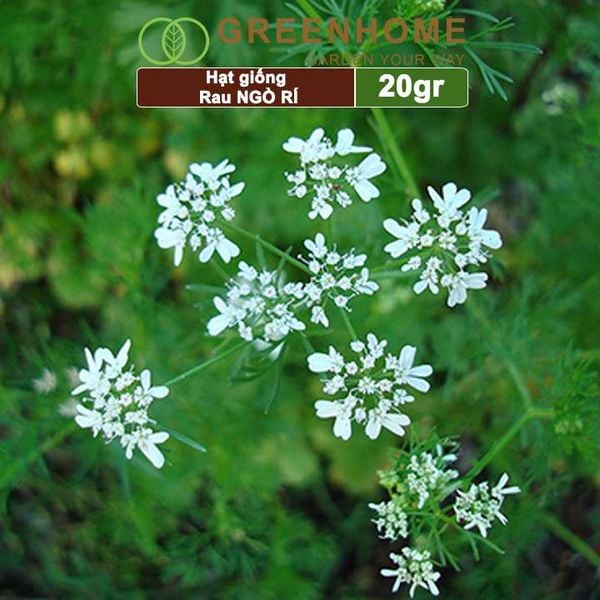 Hạt giống rau Ngò rí