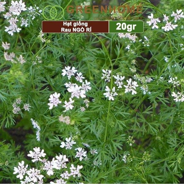 Hạt giống rau Ngò rí