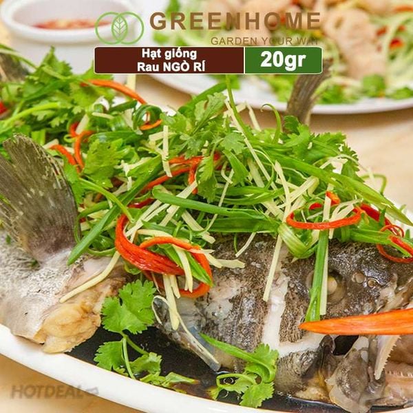 Hạt giống rau Ngò rí