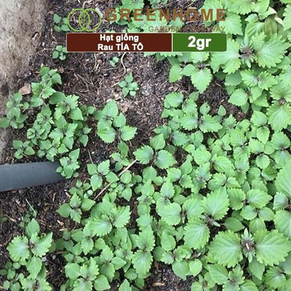 Hạt giống rau Tía tô