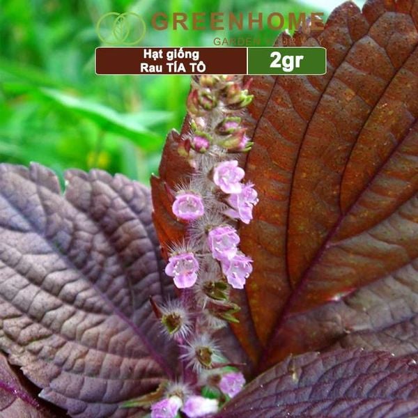 Hạt giống rau Tía tô
