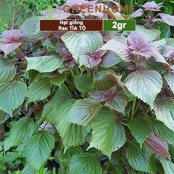 Hạt giống rau Tía tô