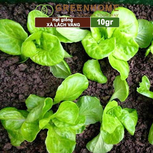 Hạt giống rau Xà lách vàng
