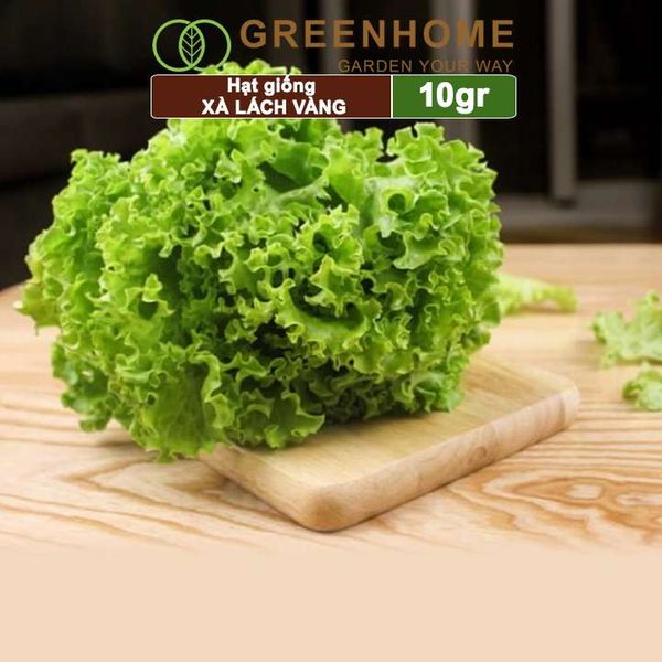 Hạt giống rau Xà lách vàng