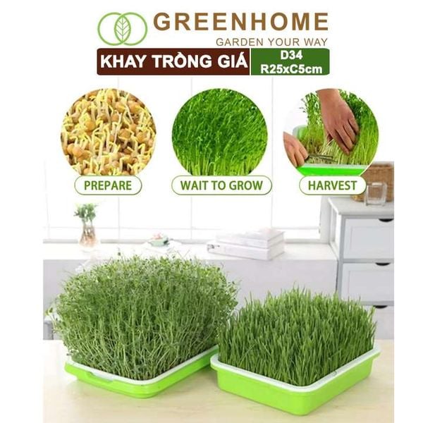 Bộ khay trồng giá, D34xR25xC5cm, nhiều màu sắc, nhựa nguyên sinh, an toàn, dễ trồng tại nhà |Greenhome