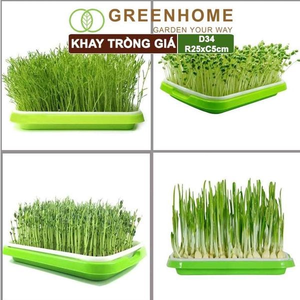 Bộ khay trồng giá, D34xR25xC5cm, nhiều màu sắc, nhựa nguyên sinh, an toàn, dễ trồng tại nhà |Greenhome