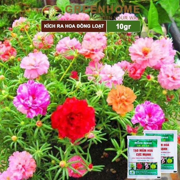 Phân kích ra hoa, Micro Green 16-31-16, gói 10gr, tạo mầm hoa cực mạnh, thúc đẩy ra hoa đồng loạt |Greenhome