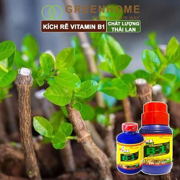 Phân kích rễ Vitamin B1, Thái Lan, tạo mầm, rễ khoẻ, sai hoa |Greenhome