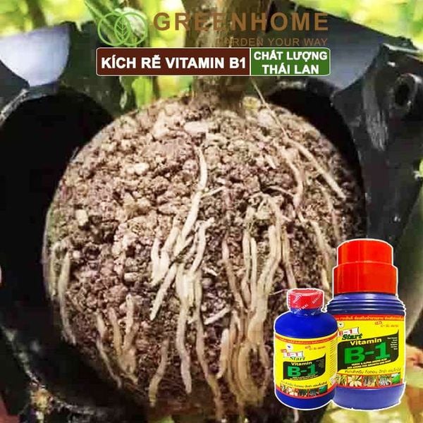 Phân kích rễ Vitamin B1, Thái Lan, tạo mầm, rễ khoẻ, sai hoa |Greenhome