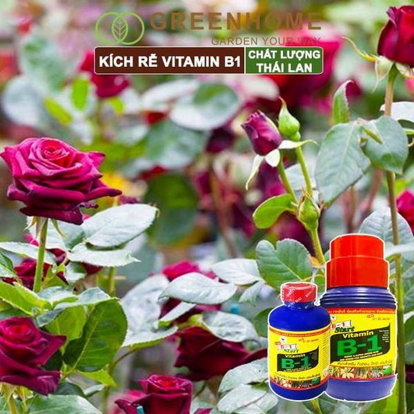 Phân kích rễ Vitamin B1, Thái Lan, tạo mầm, rễ khoẻ, sai hoa |Greenhome