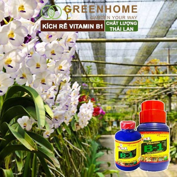 Phân kích rễ Vitamin B1, Thái Lan, tạo mầm, rễ khoẻ, sai hoa |Greenhome
