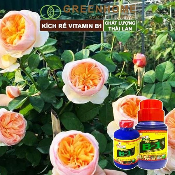 Phân kích rễ Vitamin B1, Thái Lan, tạo mầm, rễ khoẻ, sai hoa |Greenhome