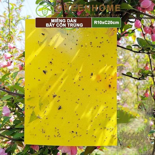 Miếng dán bẫy côn trùng, R10xC20cm, 2 mặt, siêu dính, hiệu quả, tiết kiệm chi phí, thân thiện môi trường |Greenhome