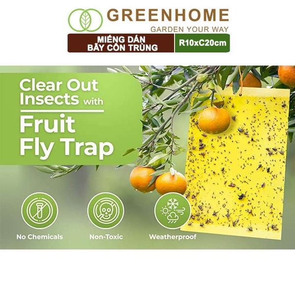 Miếng dán bẫy côn trùng, R10xC20cm, 2 mặt, siêu dính, hiệu quả, tiết kiệm chi phí, thân thiện môi trường |Greenhome