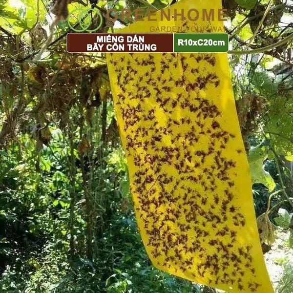 Miếng dán bẫy côn trùng, R10xC20cm, 2 mặt, siêu dính, hiệu quả, tiết kiệm chi phí, thân thiện môi trường |Greenhome