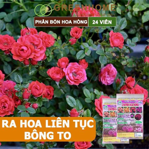 Phân bón chuyên hoa hồng, gói 24 viên, kích rễ, ra nhiều hoa, màu sắc đẹp